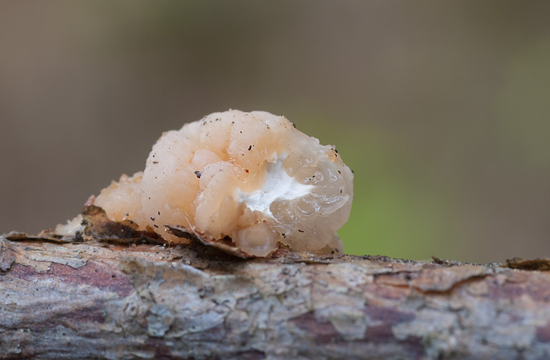 Tremella encephala